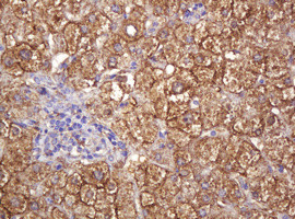 RASSF8 Antibody in Immunohistochemistry (Paraffin) (IHC (P))