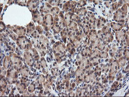 RASSF8 Antibody in Immunohistochemistry (Paraffin) (IHC (P))