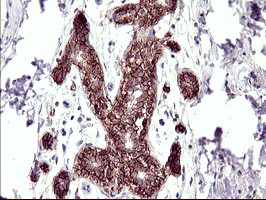 RASSF8 Antibody in Immunohistochemistry (Paraffin) (IHC (P))