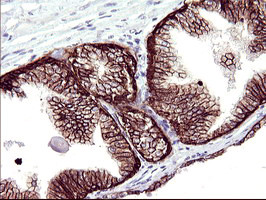 RASSF8 Antibody in Immunohistochemistry (Paraffin) (IHC (P))