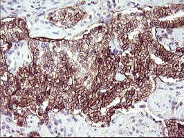 RASSF8 Antibody in Immunohistochemistry (Paraffin) (IHC (P))