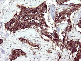 RASSF8 Antibody in Immunohistochemistry (Paraffin) (IHC (P))