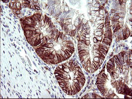 RASSF8 Antibody in Immunohistochemistry (Paraffin) (IHC (P))