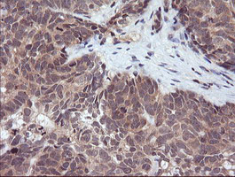 RASSF8 Antibody in Immunohistochemistry (Paraffin) (IHC (P))