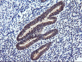 RASSF8 Antibody in Immunohistochemistry (Paraffin) (IHC (P))