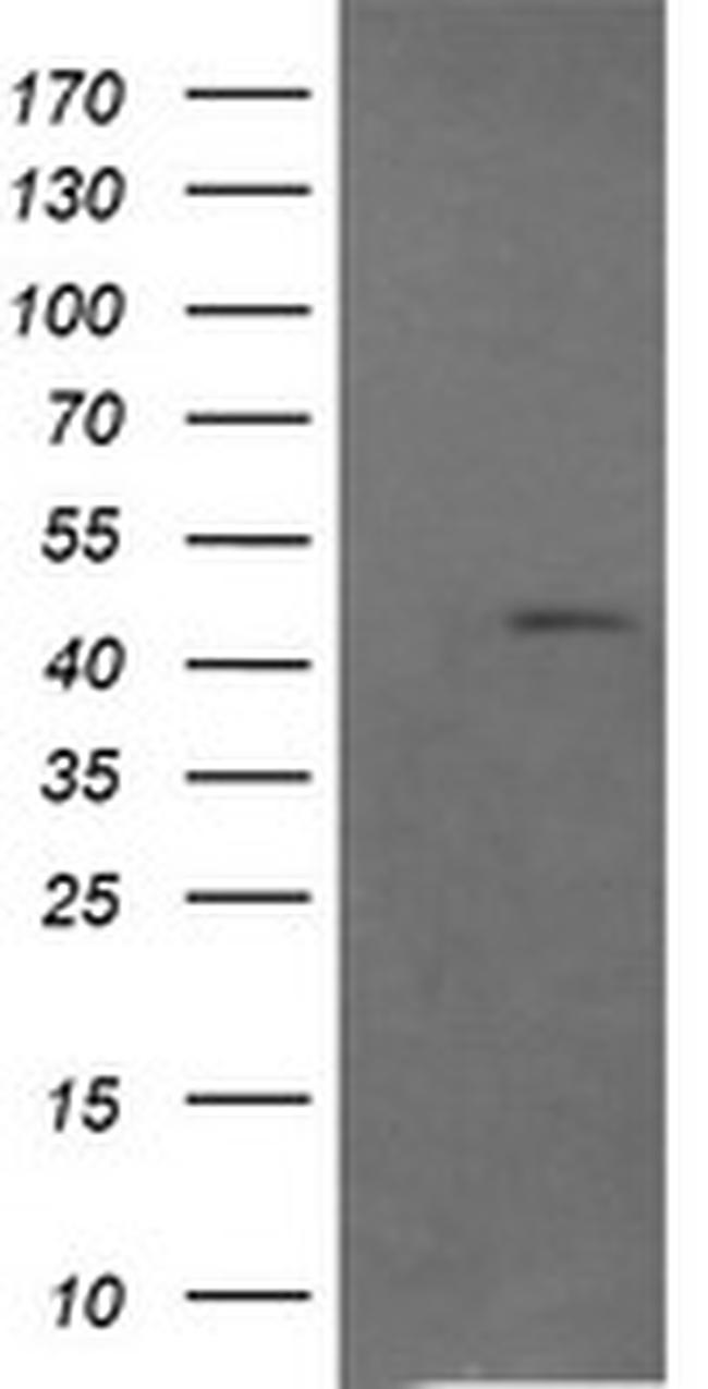 RASSF8 Antibody in Western Blot (WB)