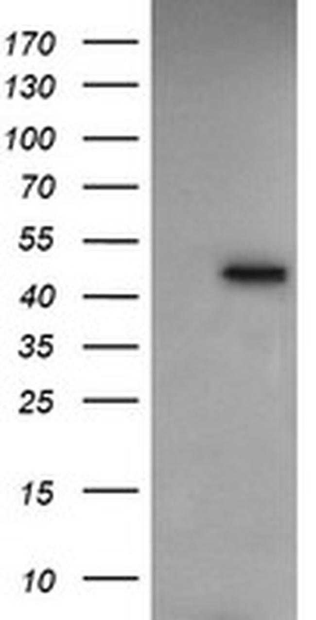 RASSF8 Antibody in Western Blot (WB)