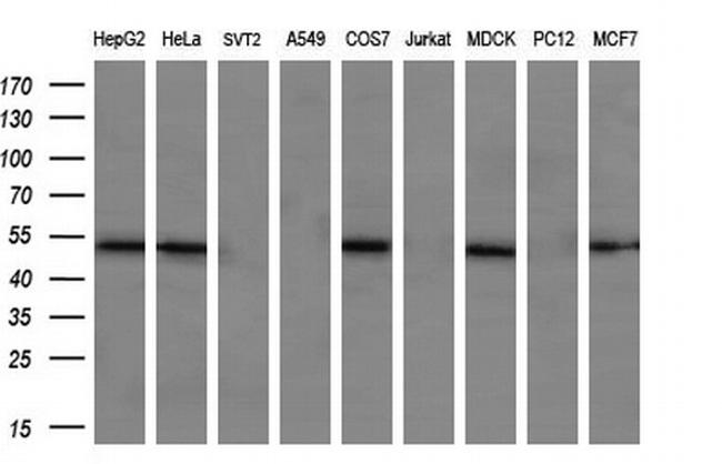 RASSF8 Antibody in Western Blot (WB)