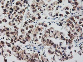 RBBP7 Antibody in Immunohistochemistry (Paraffin) (IHC (P))