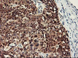 RBBP7 Antibody in Immunohistochemistry (Paraffin) (IHC (P))