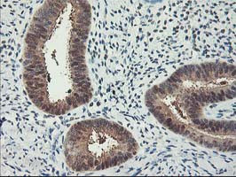 RBBP7 Antibody in Immunohistochemistry (Paraffin) (IHC (P))