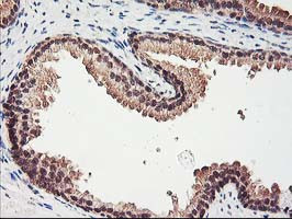 RBBP7 Antibody in Immunohistochemistry (Paraffin) (IHC (P))