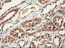 RBBP7 Antibody in Immunohistochemistry (Paraffin) (IHC (P))