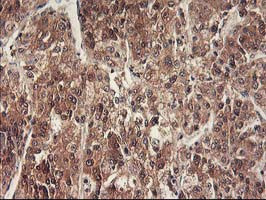 RBBP7 Antibody in Immunohistochemistry (Paraffin) (IHC (P))