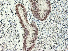 RBBP7 Antibody in Immunohistochemistry (Paraffin) (IHC (P))