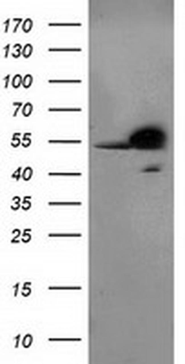 RBBP7 Antibody in Western Blot (WB)