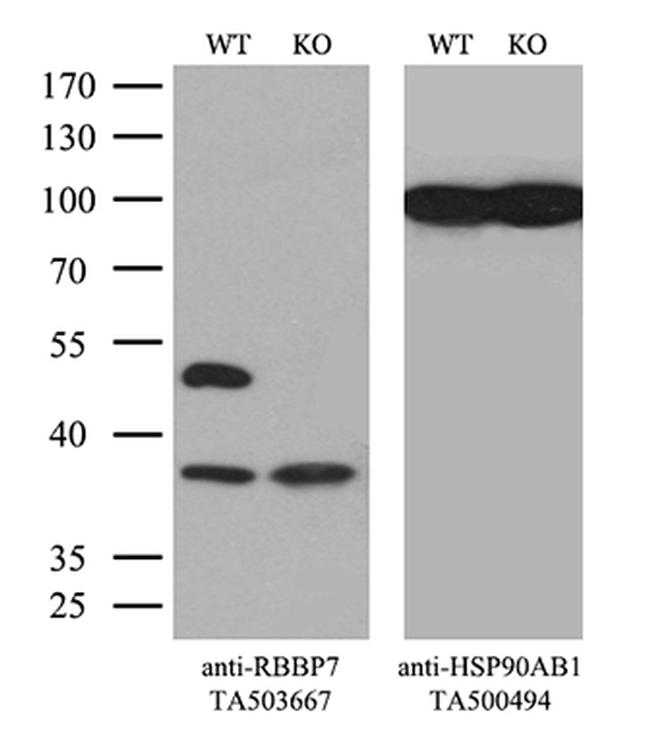 RBBP7 Antibody in Western Blot (WB)