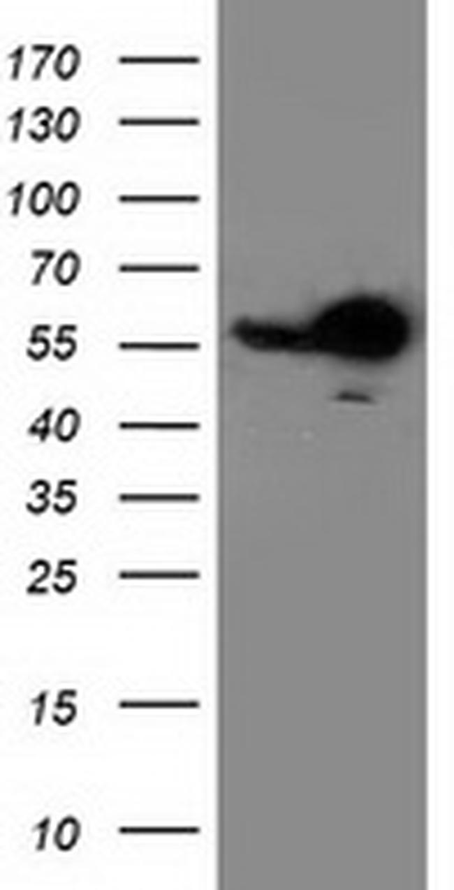 RBBP7 Antibody in Western Blot (WB)