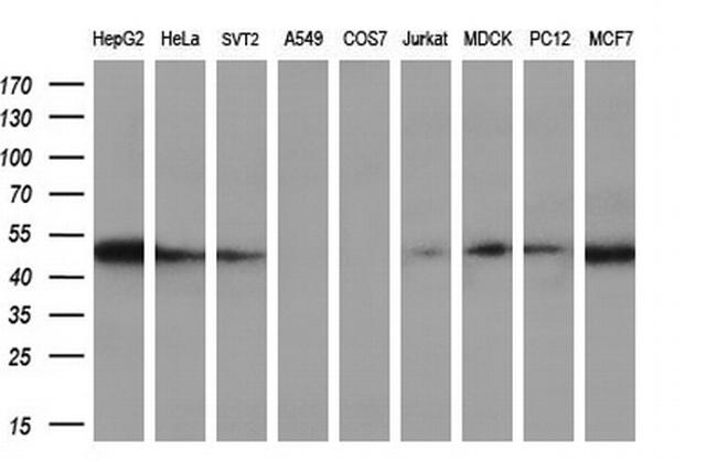 RBBP7 Antibody in Western Blot (WB)