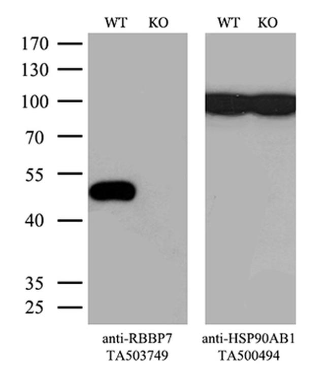 RBBP7 Antibody in Western Blot (WB)