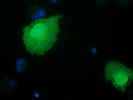 RBBP9 Antibody in Immunocytochemistry (ICC/IF)