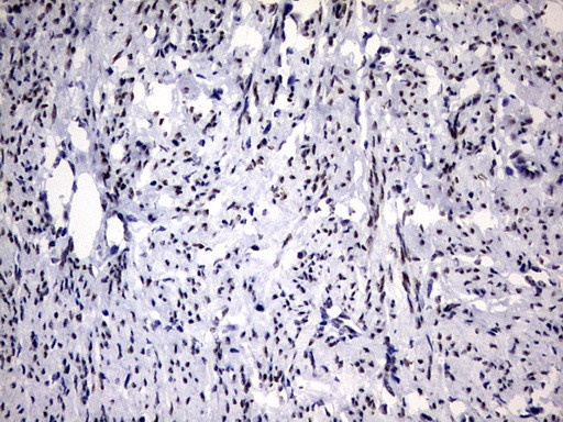 RBFOX1 Antibody in Immunohistochemistry (Paraffin) (IHC (P))