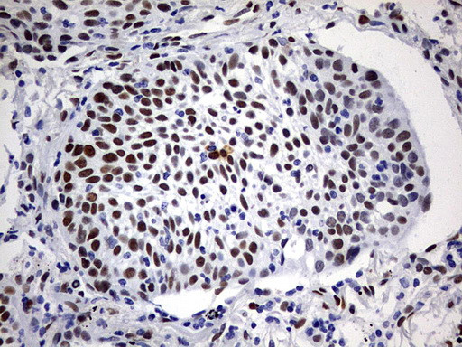 RBFOX1 Antibody in Immunohistochemistry (Paraffin) (IHC (P))