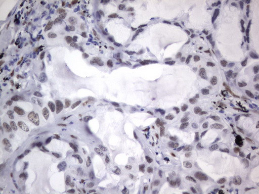 RBFOX1 Antibody in Immunohistochemistry (Paraffin) (IHC (P))