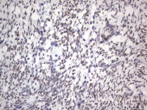 RBFOX1 Antibody in Immunohistochemistry (Paraffin) (IHC (P))