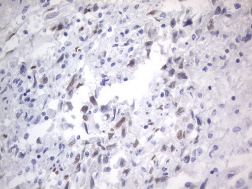 RBFOX1 Antibody in Immunohistochemistry (Paraffin) (IHC (P))