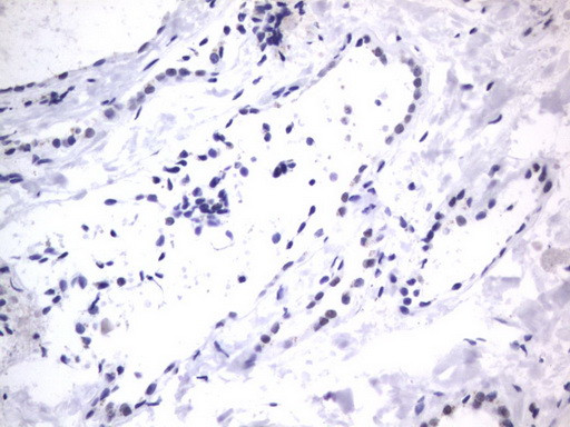 RBFOX1 Antibody in Immunohistochemistry (Paraffin) (IHC (P))