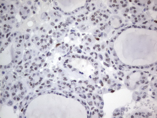 RBFOX1 Antibody in Immunohistochemistry (Paraffin) (IHC (P))