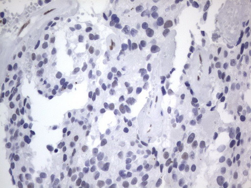 RBFOX1 Antibody in Immunohistochemistry (Paraffin) (IHC (P))