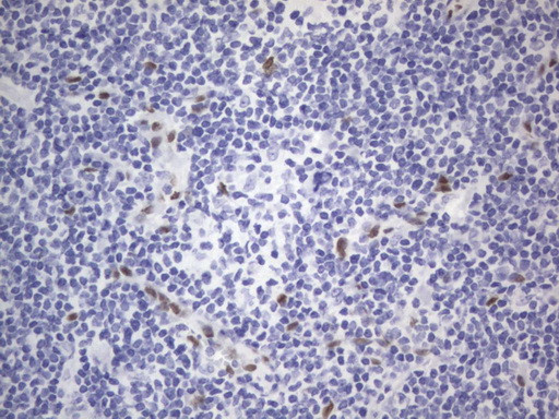 RBFOX1 Antibody in Immunohistochemistry (Paraffin) (IHC (P))