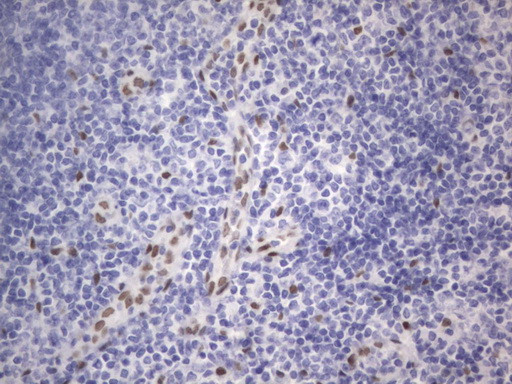 RBFOX1 Antibody in Immunohistochemistry (Paraffin) (IHC (P))