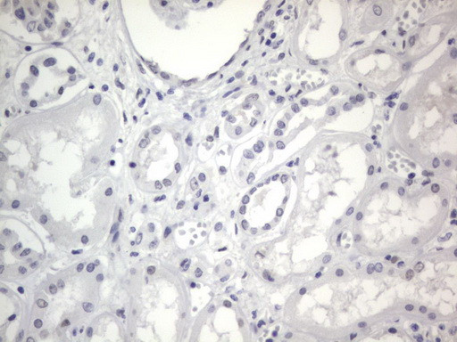 RBFOX1 Antibody in Immunohistochemistry (Paraffin) (IHC (P))