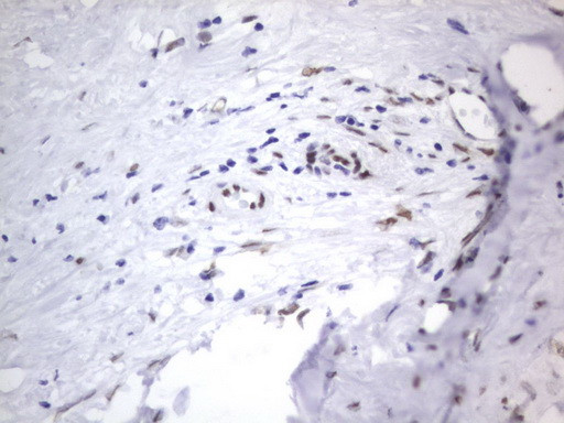 RBFOX1 Antibody in Immunohistochemistry (Paraffin) (IHC (P))