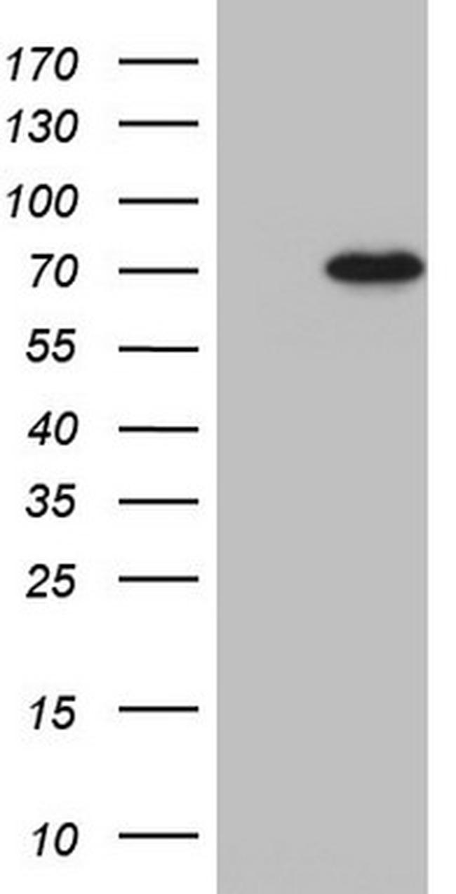 RBFOX1 Antibody in Western Blot (WB)