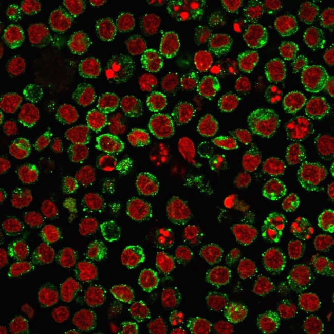 HLA-Pan (MHC II) Antibody in Immunocytochemistry (ICC/IF)