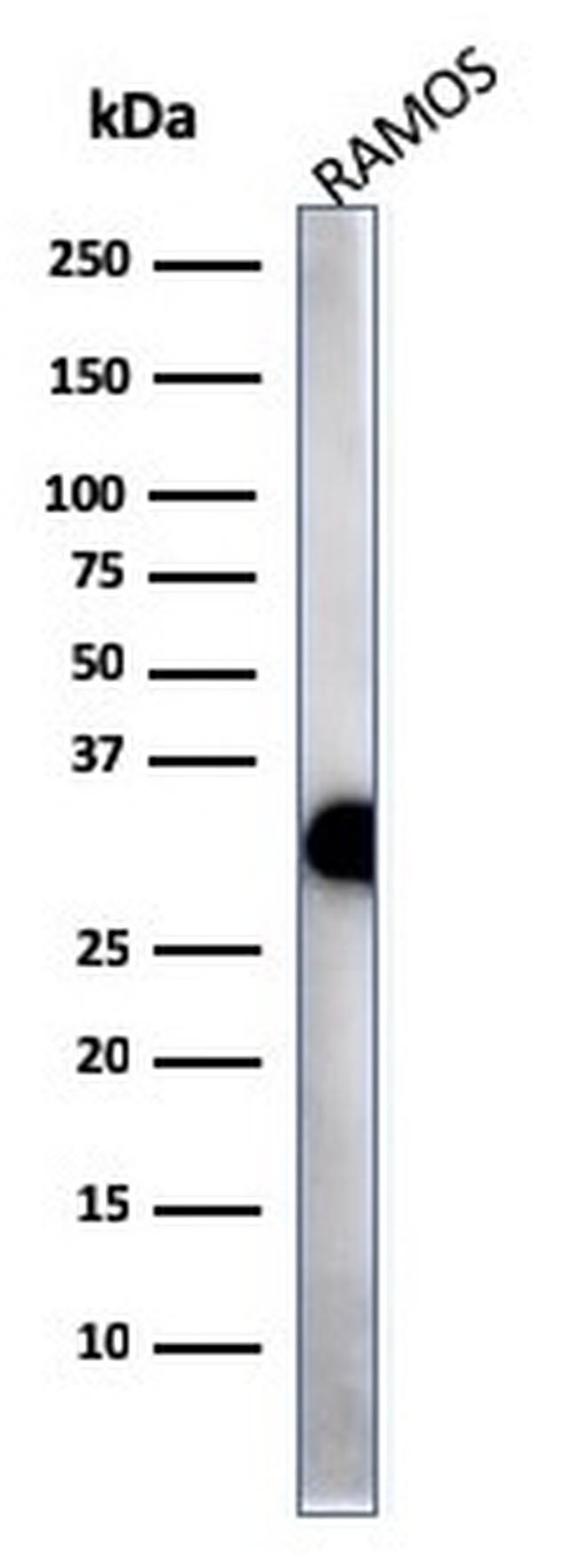 HLA-Pan (MHC II) Antibody in Western Blot (WB)