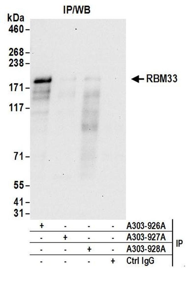 RBM33 Antibody in Western Blot (WB)