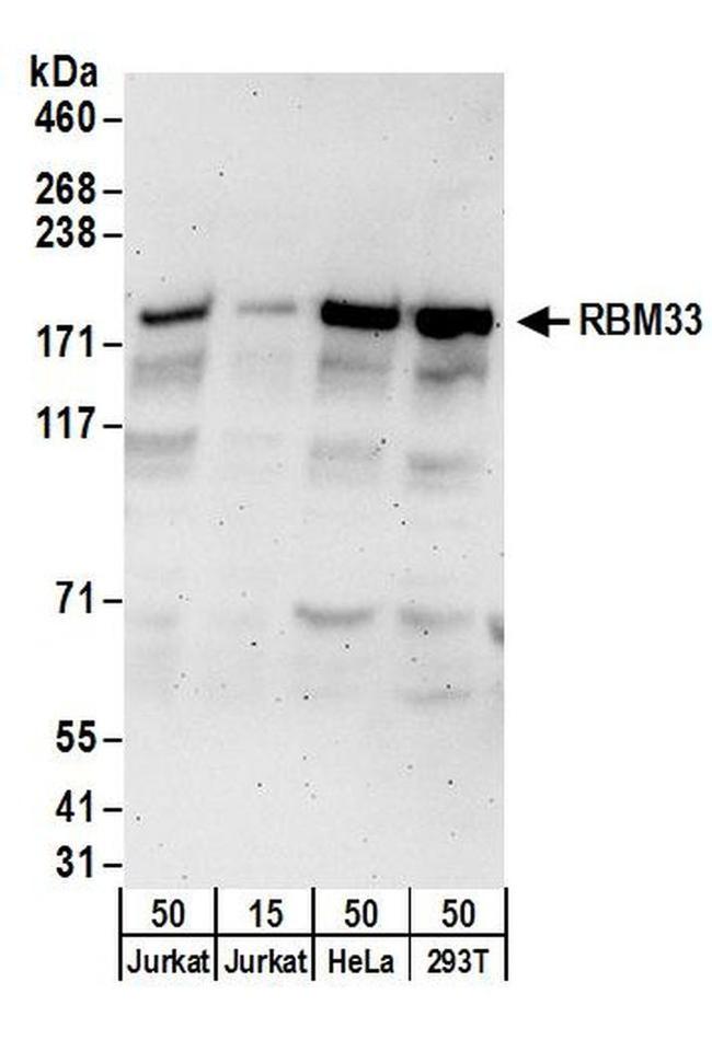 RBM33 Antibody in Western Blot (WB)