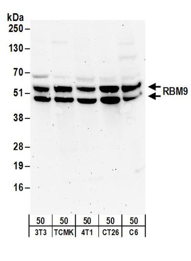 RBM9 Antibody in Western Blot (WB)