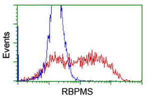 RBPMS Antibody in Flow Cytometry (Flow)