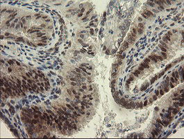 RBPMS Antibody in Immunohistochemistry (Paraffin) (IHC (P))