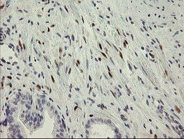 RBPMS Antibody in Immunohistochemistry (Paraffin) (IHC (P))