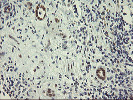 RBPMS Antibody in Immunohistochemistry (Paraffin) (IHC (P))