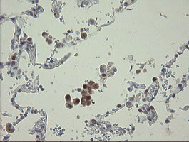 RBPMS Antibody in Immunohistochemistry (Paraffin) (IHC (P))