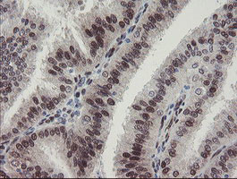 RBPMS Antibody in Immunohistochemistry (Paraffin) (IHC (P))