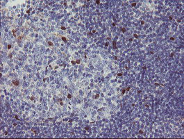 RBPMS Antibody in Immunohistochemistry (Paraffin) (IHC (P))